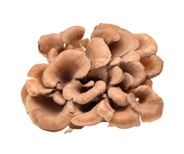 Maitake