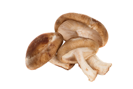 Shiitake