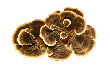 Turkey Tail